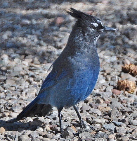 Stellar Jay